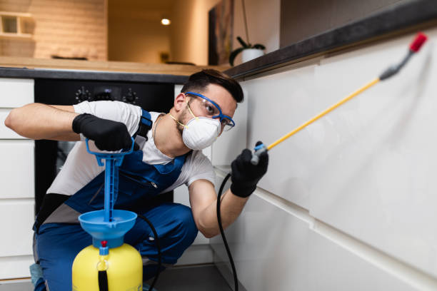 Best Termite Control Services  in Forest View, IL
